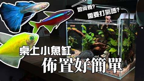 水族箱的魚|新手養魚入門：觀賞魚魚缸設缸完全教學